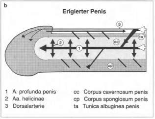 Erektion – Wikipedia